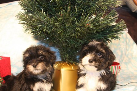 havanese-puppies